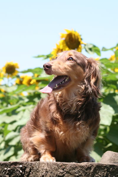 ミニチュアダックスチョコタン成犬画像