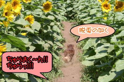 ミニチュアダックスチョコタン成犬画像