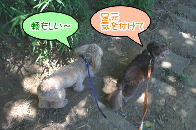 トイプードル成犬とミニチュアダックス成犬画像