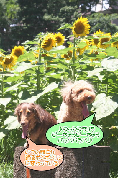 トイプードル成犬とミニチュアダックス成犬画像