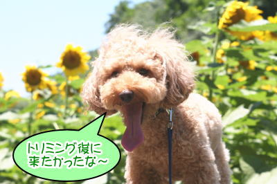 トイプードルレッド成犬画像