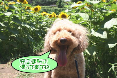 トイプードルレッド成犬画像