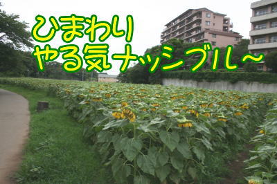 11072611.jpg