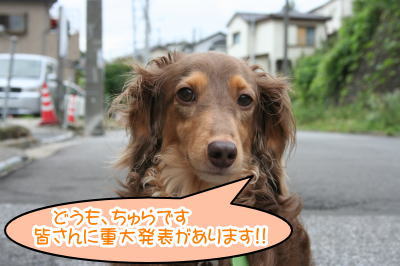 ミニチュアダックスチョコタン成犬画像