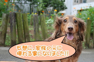 ミニチュアダックスチョコタン成犬画像
