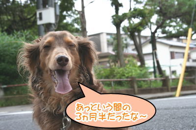 ミニチュアダックスチョコタン成犬画像