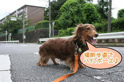 ミニチュアダックスチョコタン成犬画像