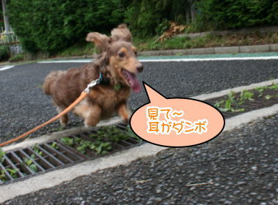 ミニチュアダックスチョコタン成犬画像