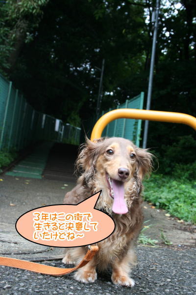 ミニチュアダックスチョコタン成犬画像
