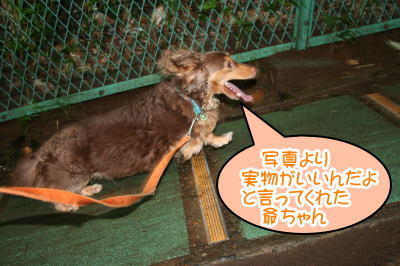 ミニチュアダックスチョコタン成犬画像