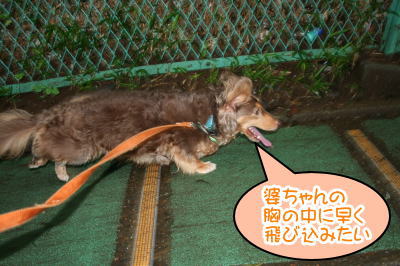 ミニチュアダックスチョコタン成犬画像
