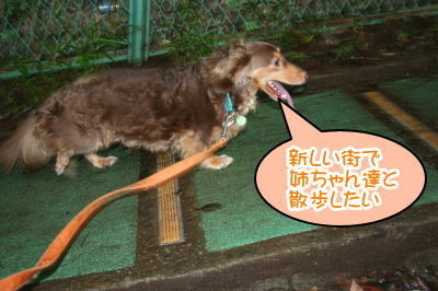ミニチュアダックスチョコタン成犬画像