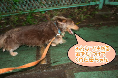 ミニチュアダックスチョコタン成犬画像