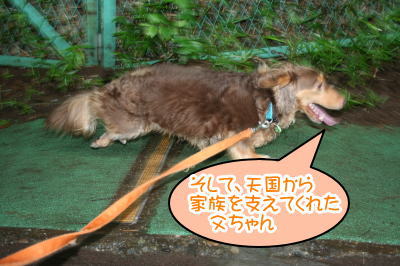 ミニチュアダックスチョコタン成犬画像