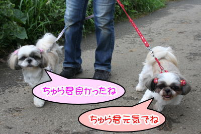 シーズー多頭飼い成犬画像