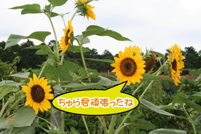 ひまわり画像