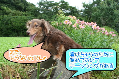 ミニチュアダックスチョコタン成犬画像