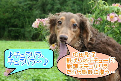 ミニチュアダックスチョコタン成犬画像