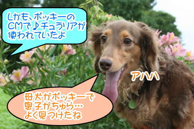ミニチュアダックスチョコタン成犬画像