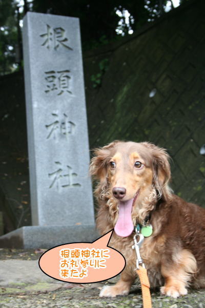 ミニチュアダックスチョコタン成犬画像