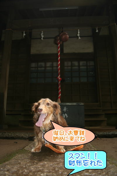 ミニチュアダックスチョコタン成犬画像