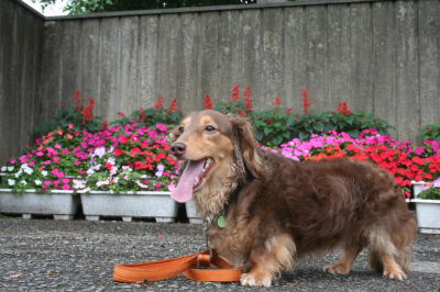 ミニチュアダックスチョコタン成犬画像