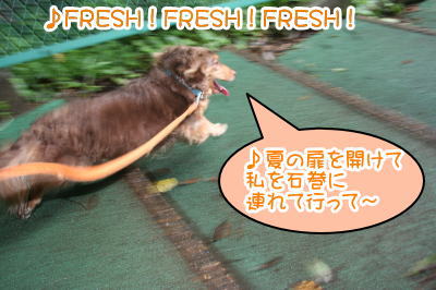 ミニチュアダックスチョコタン成犬画像