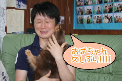 ミニチュアダックスチョコタン成犬画像