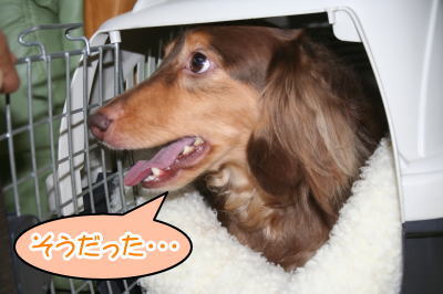 ミニチュアダックスチョコタン成犬画像