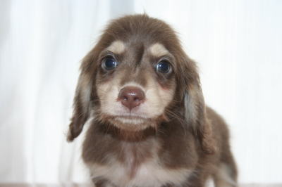 ミニチュアダックスチョコクリームの子犬オス、生後50日画像