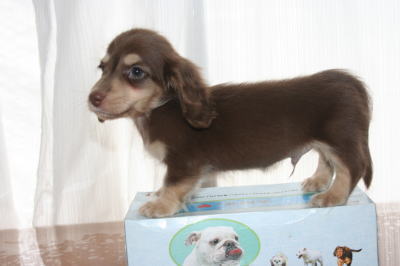 ミニチュアダックスチョコクリームの子犬オス、生後50日画像