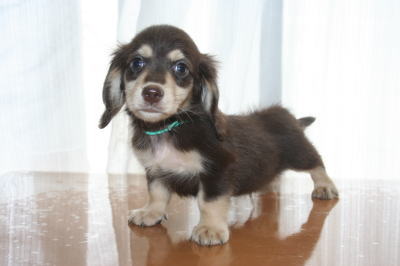 ミニチュアダックスチョコクリームの子犬オス、生後50日画像