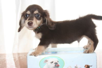 ミニチュアダックスチョコクリームの子犬オス、生後50日画像