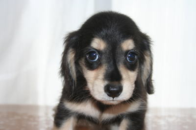 ミニチュアダックスブラッククリームの子犬オス、生後50日画像