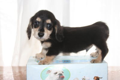 ミニチュアダックスブラッククリームの子犬オス、生後50日画像