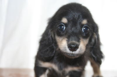 ミニチュアダックスブラッククリームの子犬メス、生後50日画像