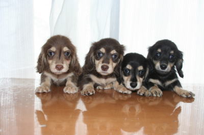 ミニチュアダックスチョコクリームブラッククリームの子犬兄弟画像