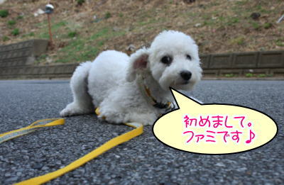 トイプードルホワイト成犬メス画像