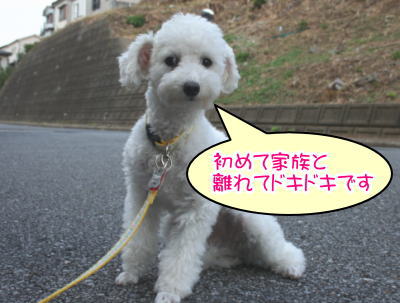 トイプードルホワイト成犬メス画像