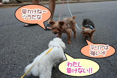ヨークシャテリア多頭飼い画像