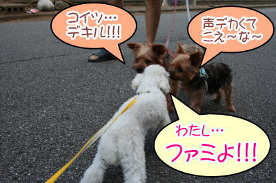 ヨークシャテリア多頭飼い画像