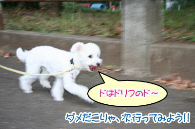 トイプードルホワイト成犬メス画像