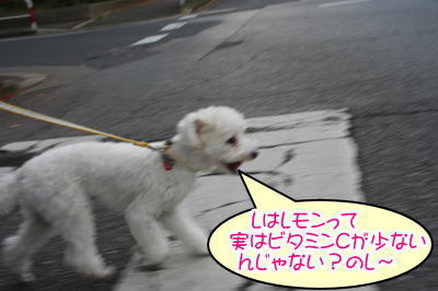 トイプードルホワイト成犬メス画像