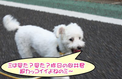 トイプードルホワイト成犬メス画像