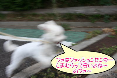 トイプードルホワイト成犬メス画像