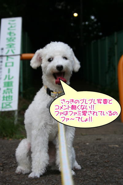 トイプードルホワイト成犬メス画像
