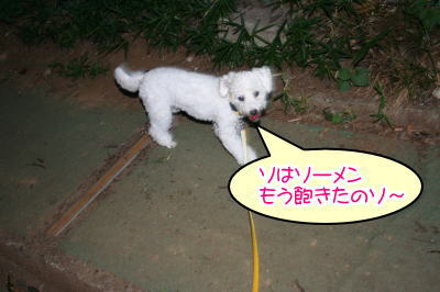 トイプードルホワイト成犬メス画像