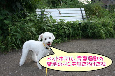 トイプードルホワイト成犬メス画像