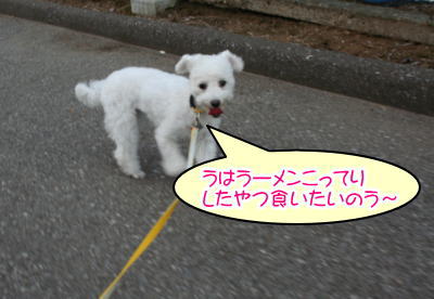 トイプードルホワイト成犬メス画像