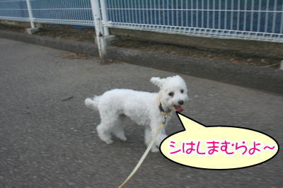 トイプードルホワイト成犬メス画像